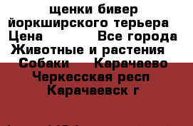 щенки бивер йоркширского терьера › Цена ­ 8 000 - Все города Животные и растения » Собаки   . Карачаево-Черкесская респ.,Карачаевск г.